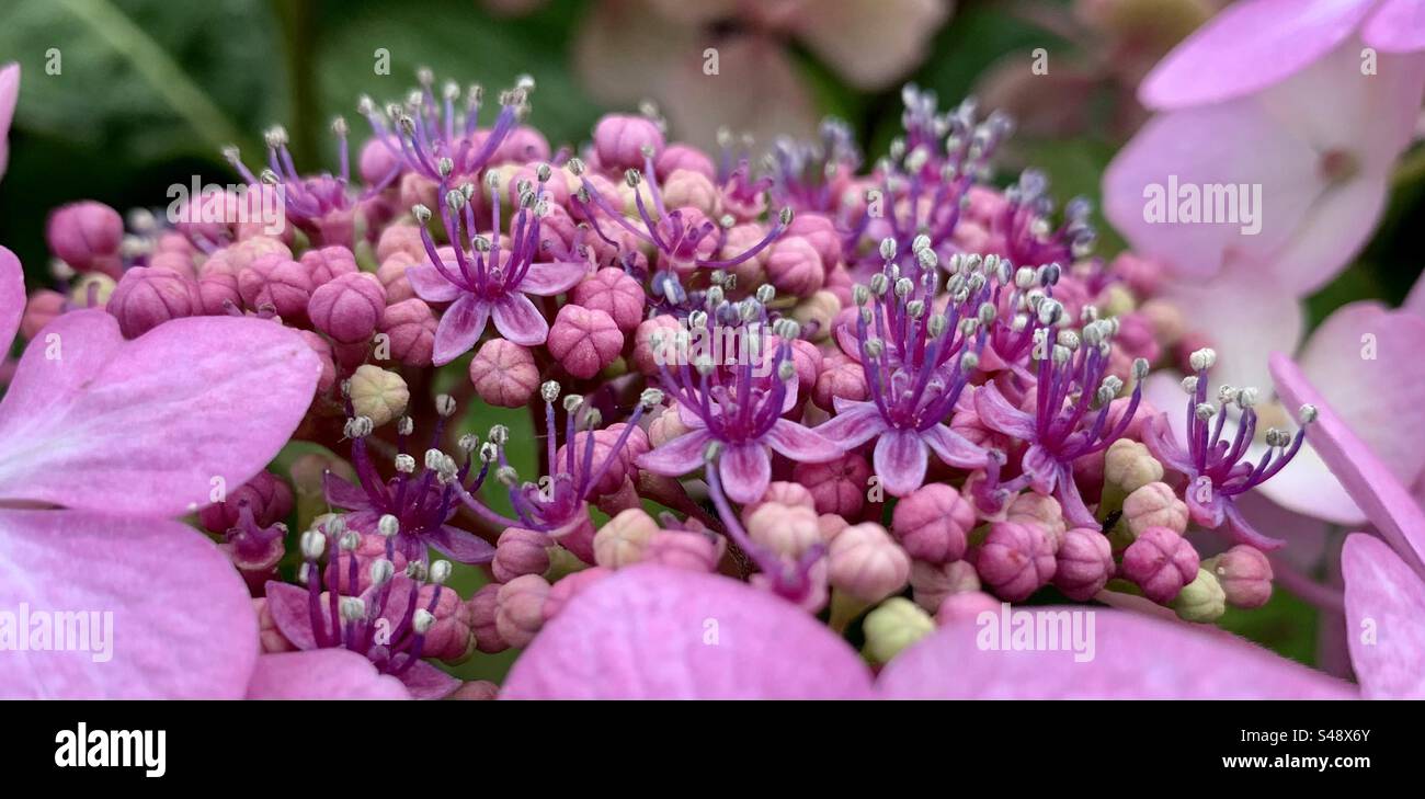 Gros plan de fleurs roses sur une hortensia - Image de stock capturée avec un smartphone