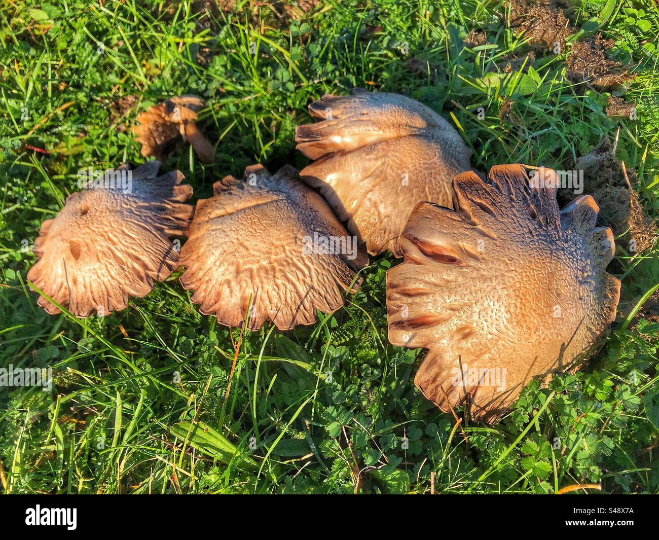 Champignons des champs poussant à l'automne sur St. Réserve naturelle de Catherine's Hill, Winchester, Hampshire, Royaume-Uni - Image de stock capturée avec un smartphone