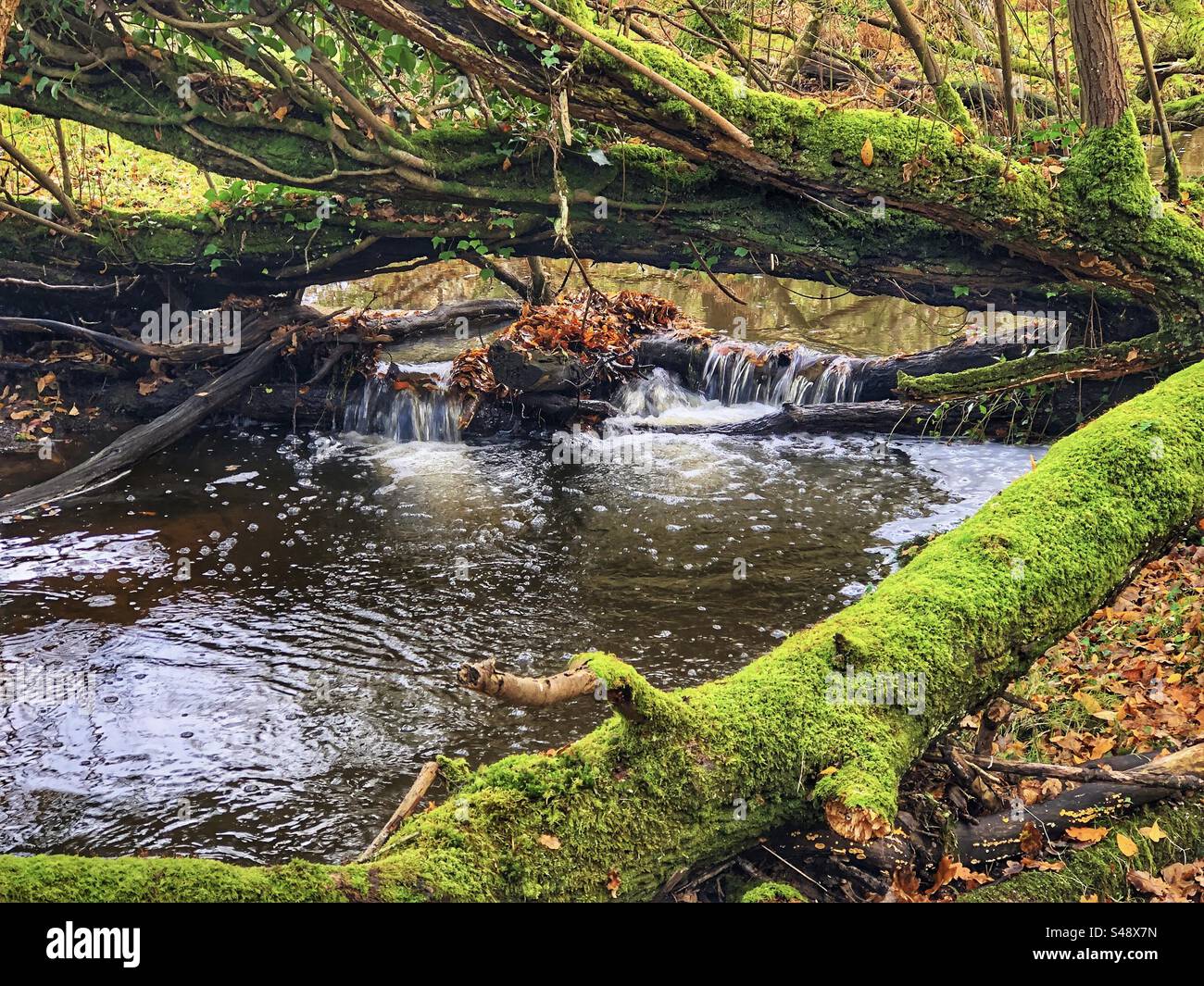 Dockens ruisseau d'eau en automne coulant à travers les arbres tombés - Image de stock capturée avec un smartphone