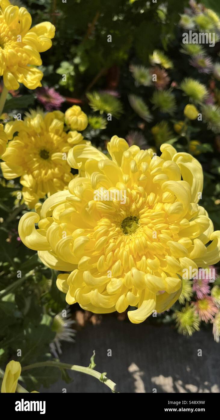 Un gros plan d'un chrysanthème jaune vibrant de l'exposition Yangcheng Chrysanthemum à Guangzhou, mettant en valeur les pétales complexes et les couleurs vives - Image de stock capturée avec un smartphone