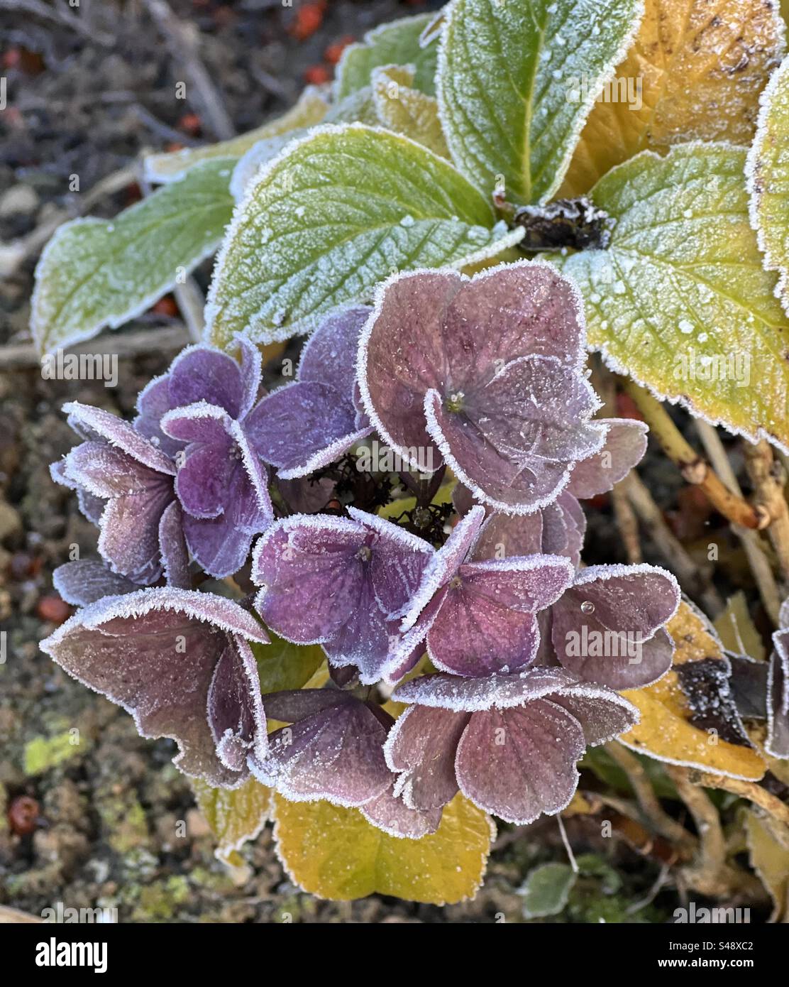 Pétales d'hortensia fanés bordés de givre Banque D'Images