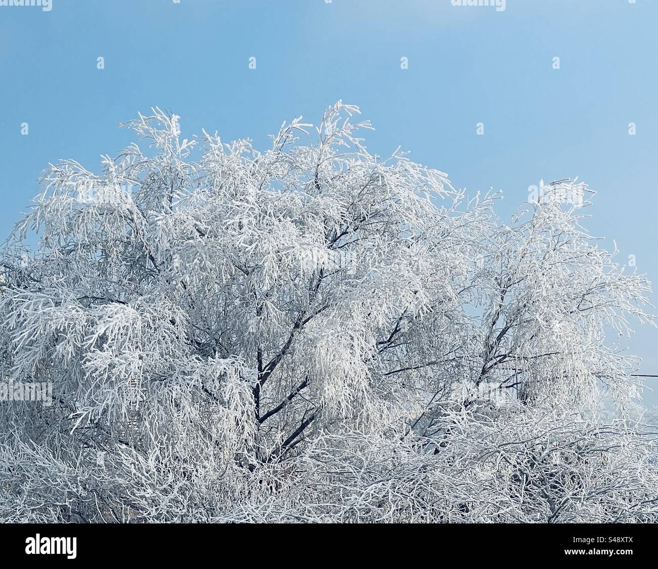 Givre ramasse sur les arbres d'hiver Banque D'Images