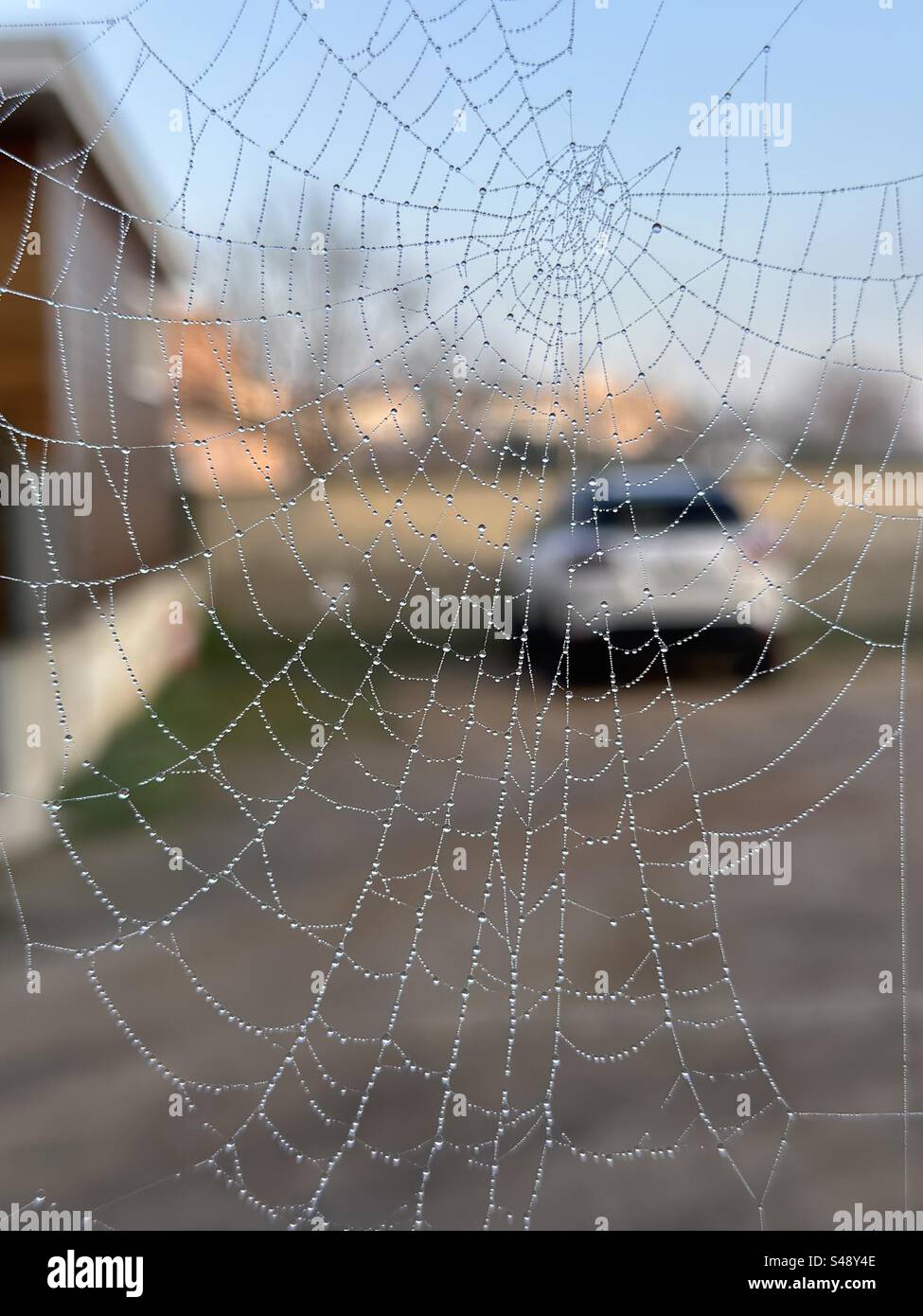 Plan rapproché d'une toile d'araignée recouverte de quelques perles sur un fond de parking et de voiture. Banque D'Images