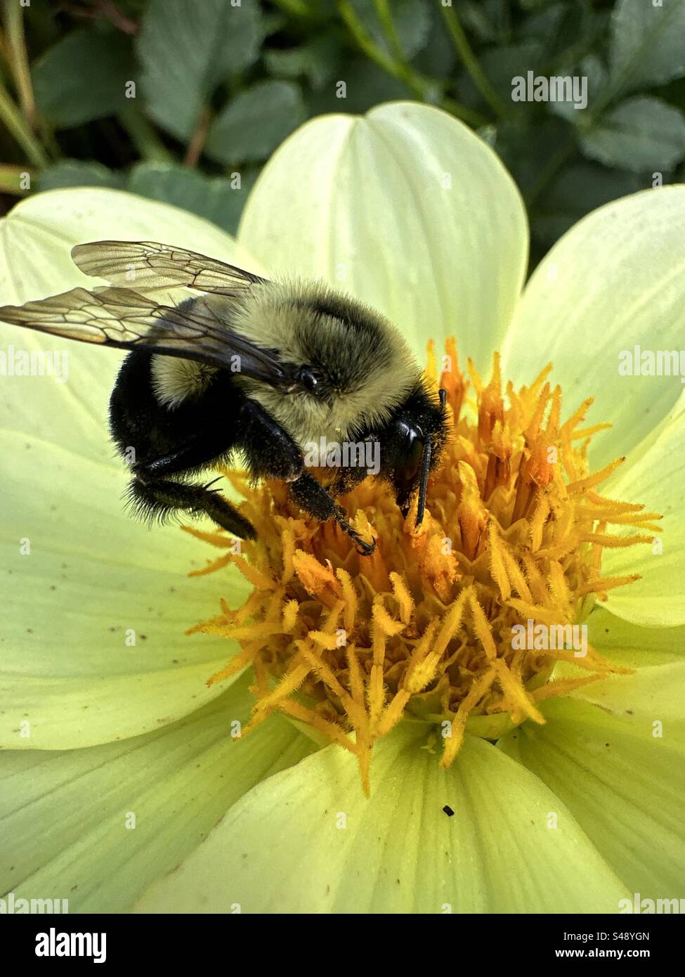 Abeille pollinisant une fleur (macro) Banque D'Images