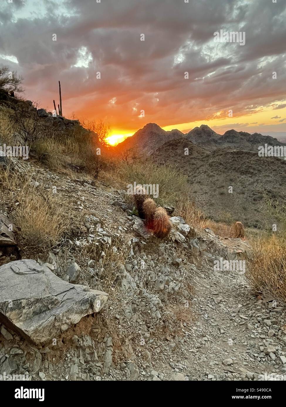 Réserve de Phoenix Mountains, coucher de soleil, désert de Sonora, Arizona, cactus baril Banque D'Images