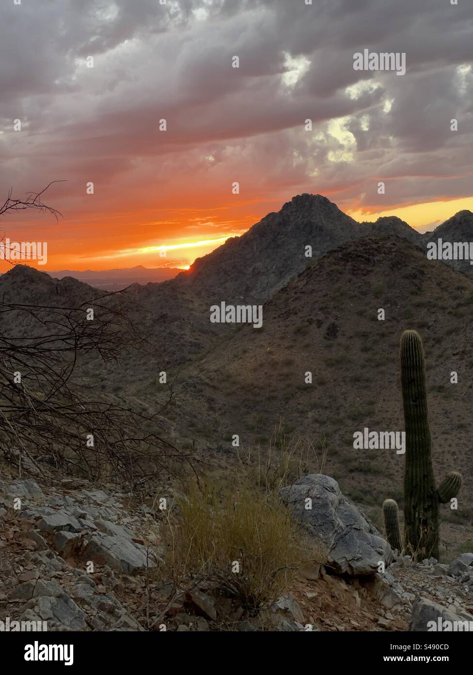 Réserve de Phoenix Mountains, coucher de soleil, désert de Sonora, Arizona, Saguaro Cacti Banque D'Images