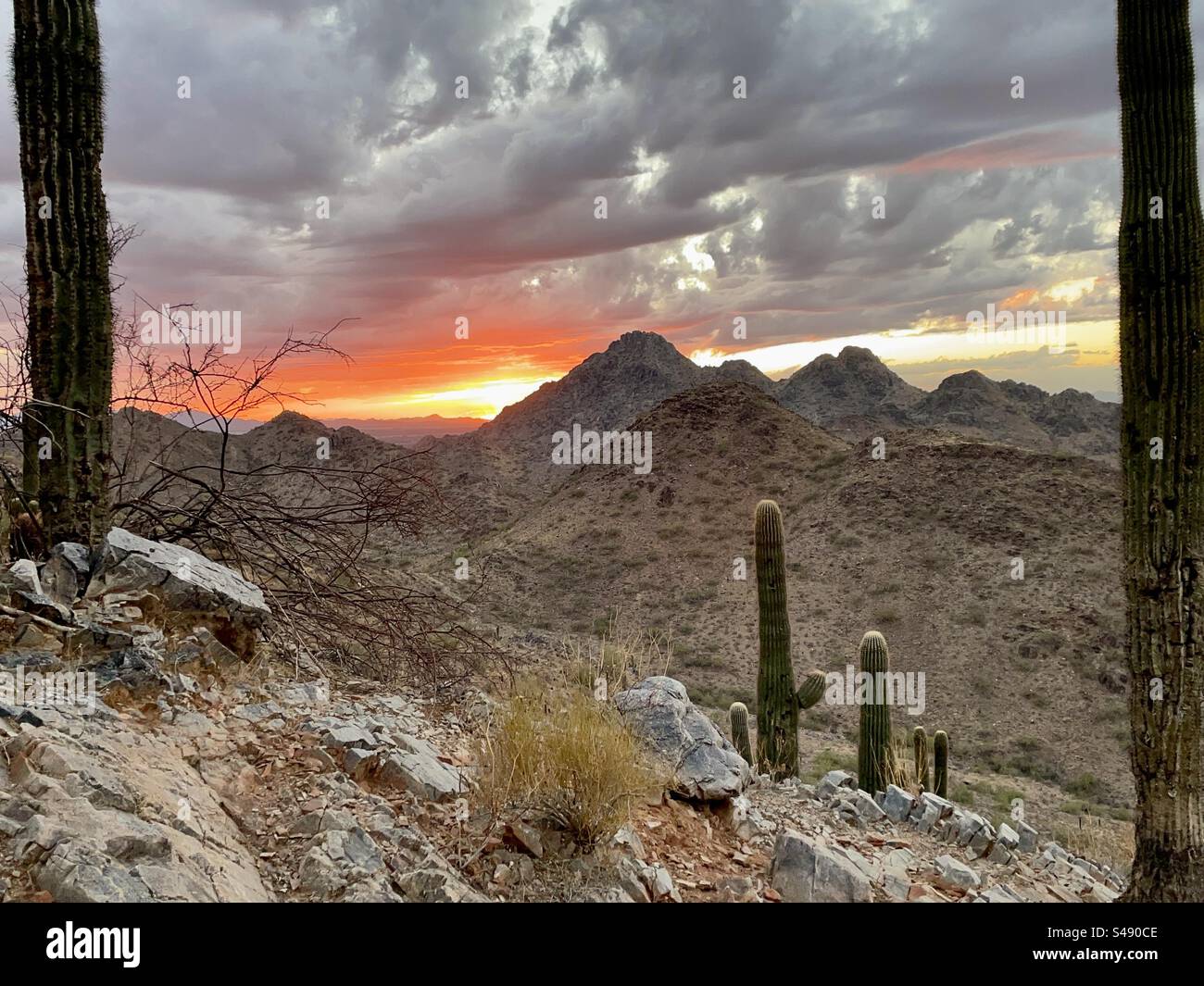 Réserve de Phoenix Mountains, coucher de soleil, désert de Sonora, Arizona, Saguaro Cacti Banque D'Images