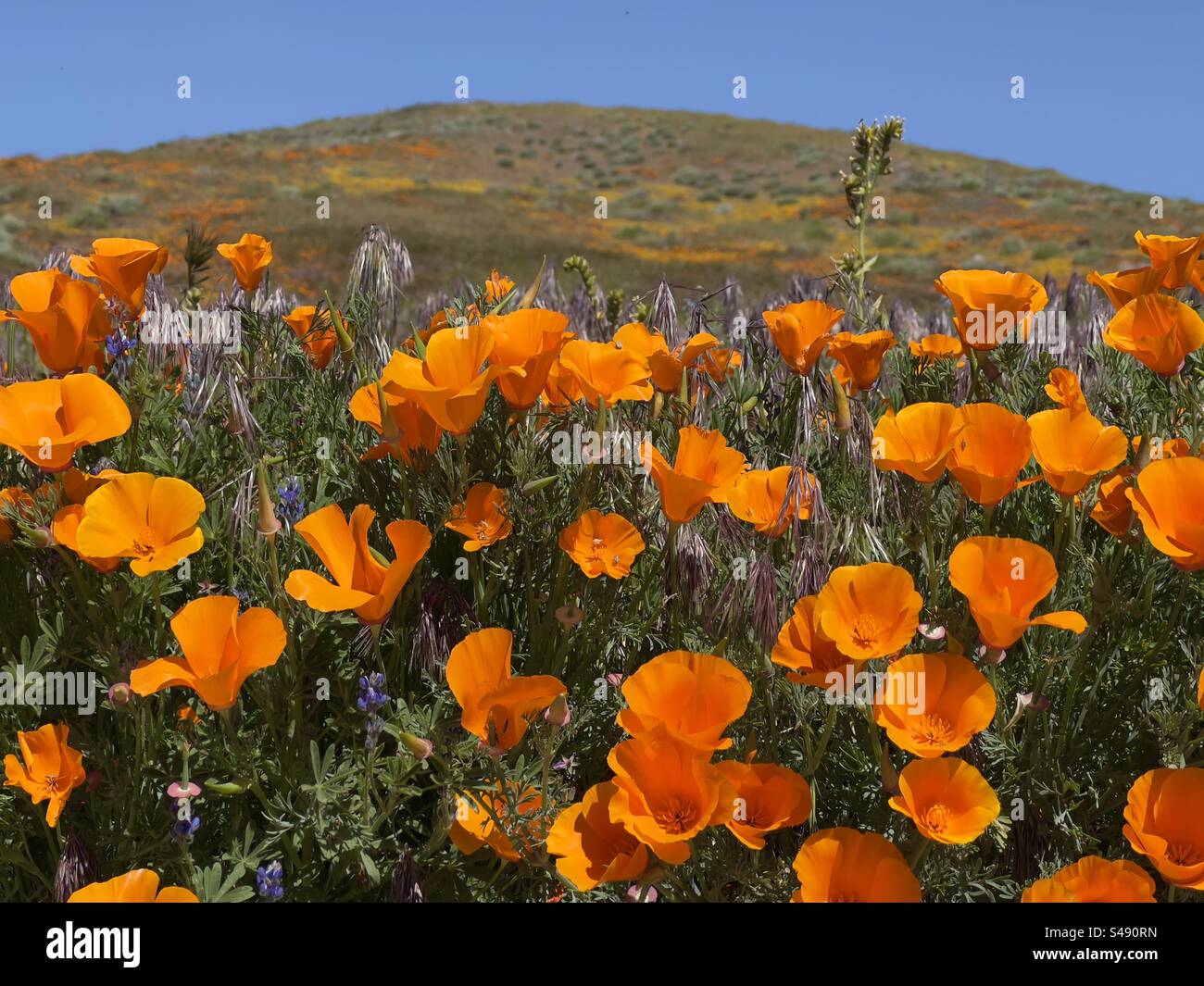 Des coquelicots orange vif fleurissent lors d'une super floraison printanière en Californie du Sud - Image de stock capturée avec un smartphone