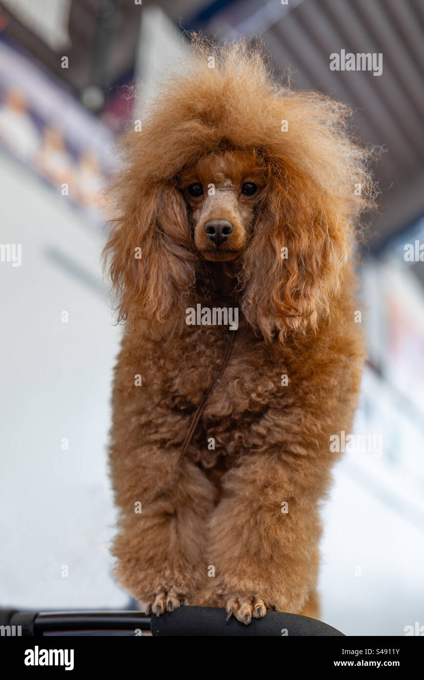 grand caniche Banque D'Images