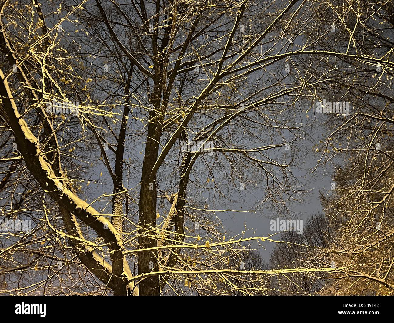 Neige sur les arbres, Katowice, Pologne Banque D'Images