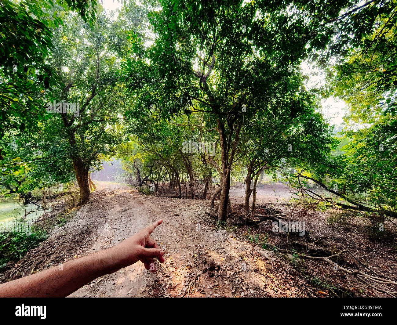 Un homme pointant son doigt sur un chemin dans une forêt Banque D'Images