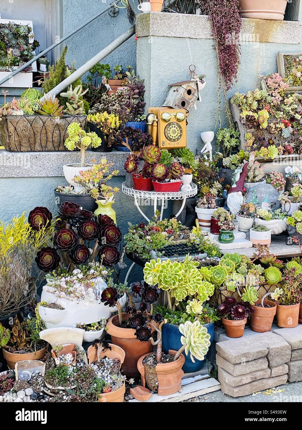 Exposition de plantes, San Francisco, Californie, États-Unis - Image de stock capturée avec un smartphone