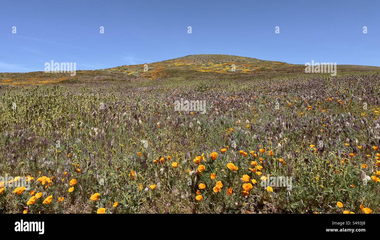 Super floraison dans le sud de la Californie, avec des fleurs printanières - principalement des coquelicots oranges et quelques fleurs violettes - couvrant les collines de la région de Lancaster. - Image de stock capturée avec un smartphone