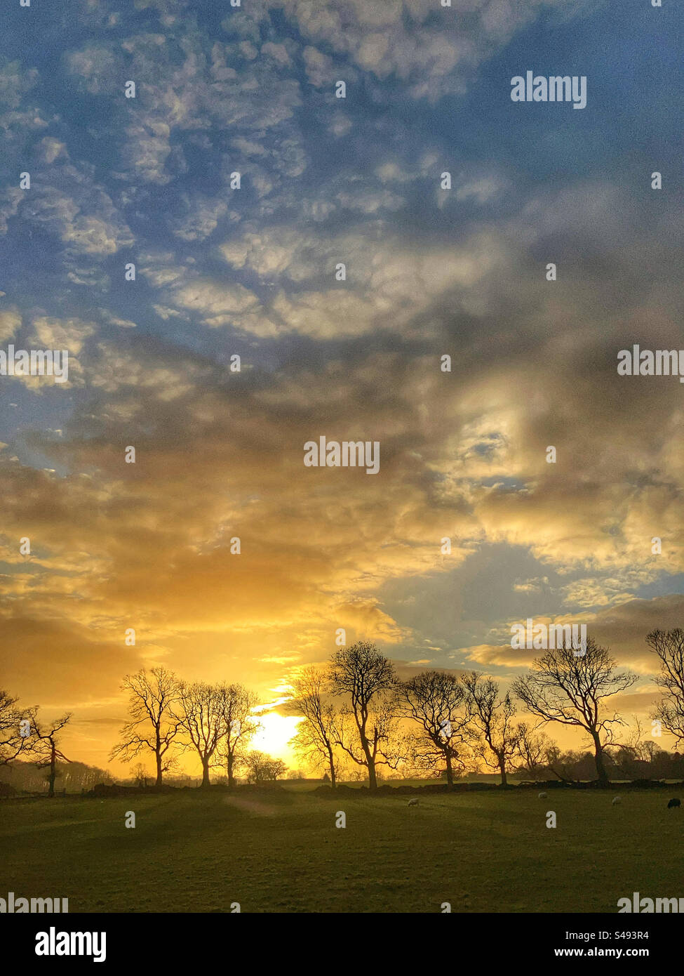 Arbres au coucher du soleil Guiseley West Yorkshire Banque D'Images