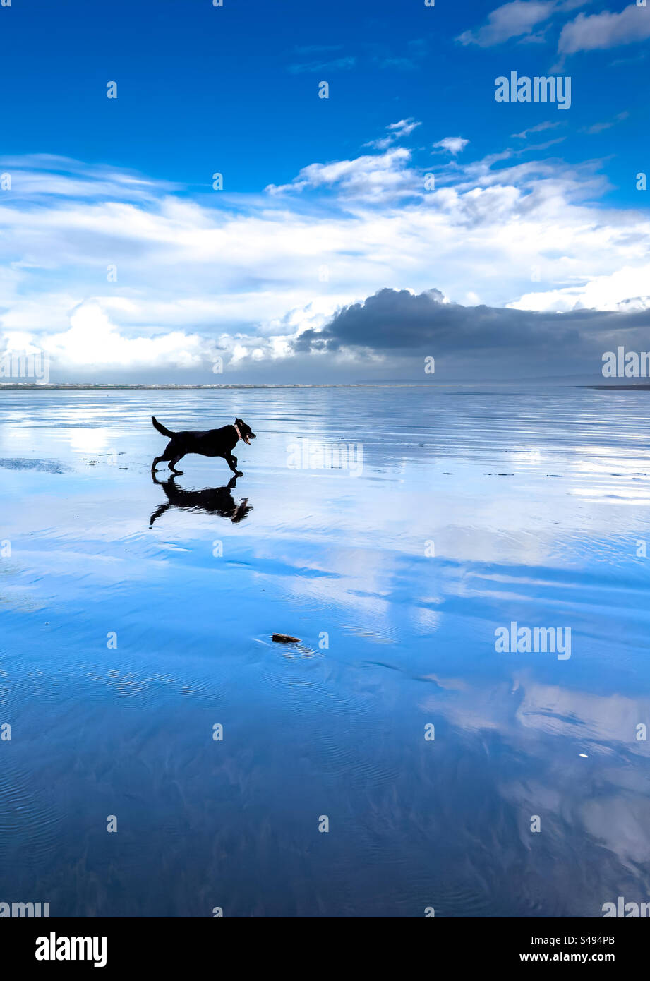 Chien courant à la plage sur la belle journée Banque D'Images