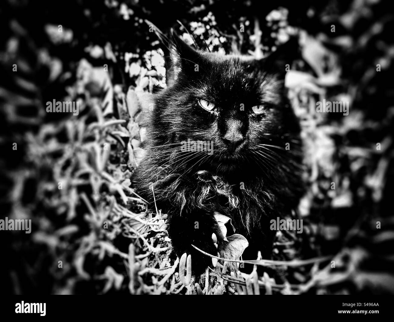 Portrait dramatique d'un chat noir Banque D'Images