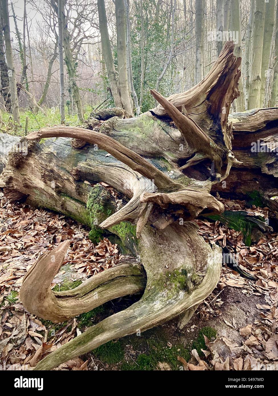 Un arbre tombé reste sur un sol forestier Banque D'Images