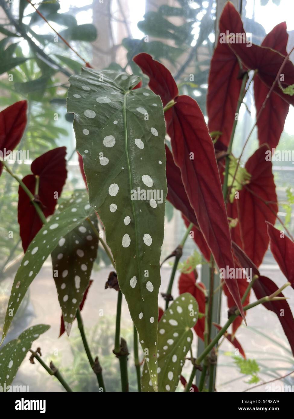 Begonia maculata Banque D'Images