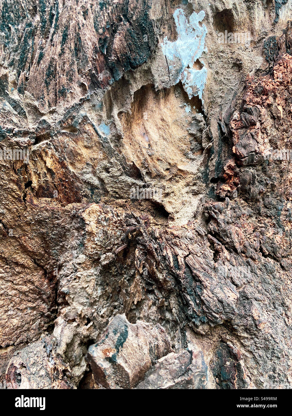 Gros plan texture du bois du vieil arbre en teck Banque D'Images