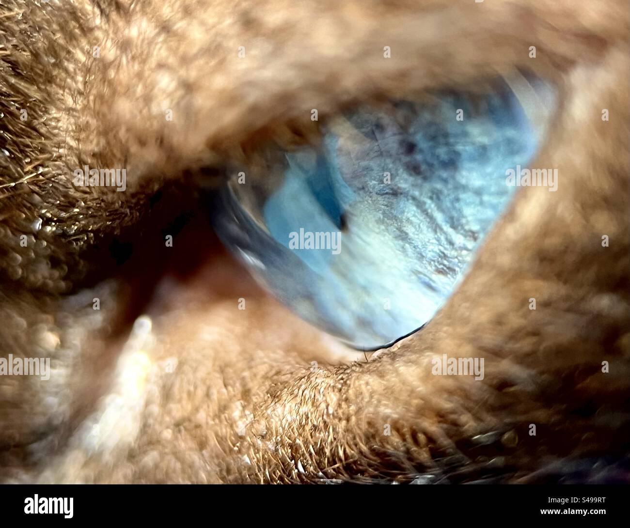 Gros plan de l'œil bleu du chat. Banque D'Images