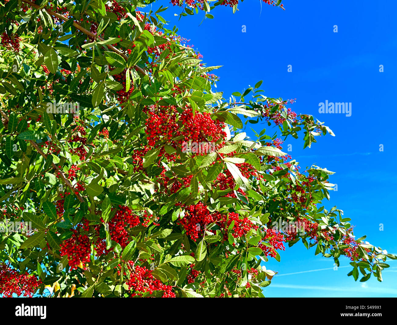 à arbre avec une abondance de baies rouges à Jacksonville Beach, Floride, États-Unis en hiver. Banque D'Images