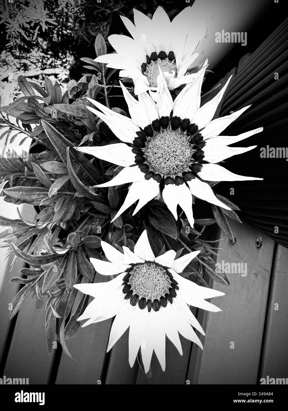 Photo en noir et blanc de trois fleurs au Trésor à motifs Banque D'Images