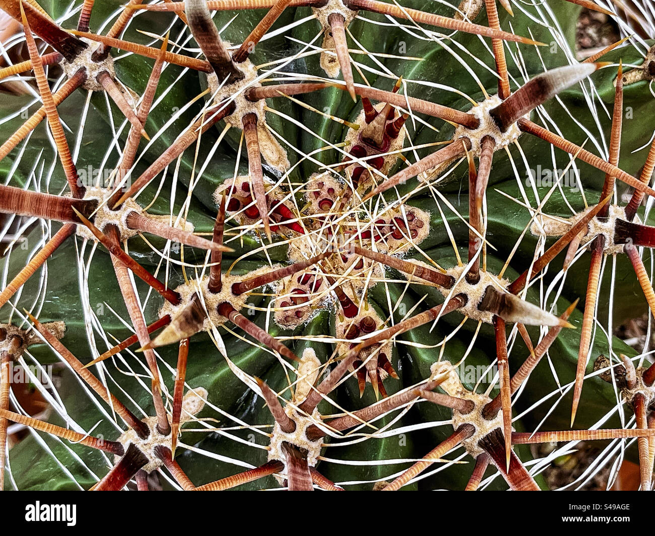 Plein cadre, grand angle, vue rapprochée de Ferocactus wislizeni aka cactus baril hameçon ou cactus baril bonbon. Arrière-plans. Épines, épines et piqures. Banque D'Images