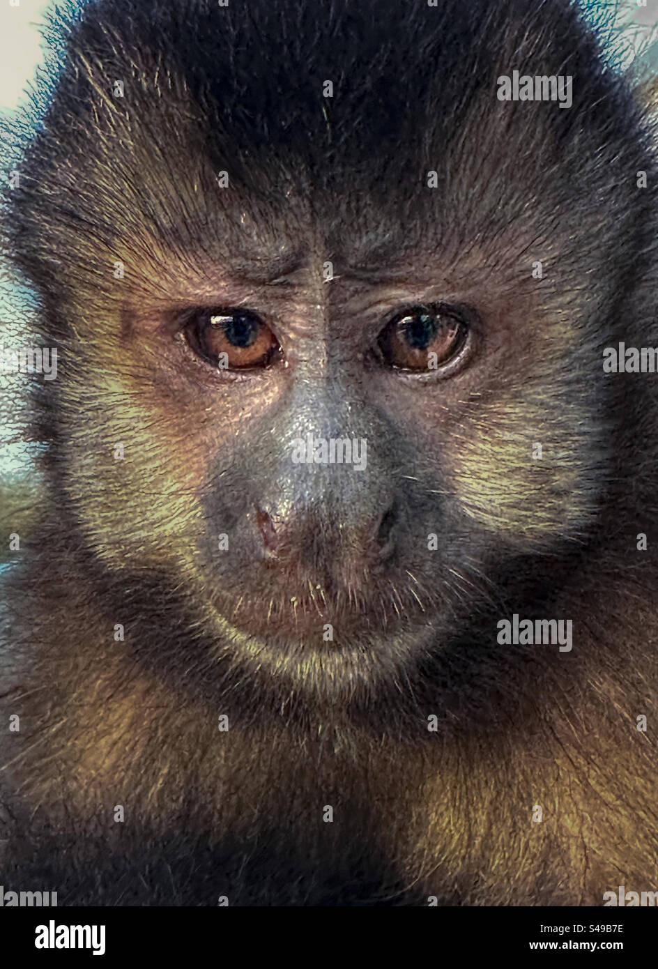 Gros plan du singe capucin noir sauvage et curieux au parc national des chutes d'Iguazu - Image de stock capturée avec un smartphone Gros plan du singe capucin noir sauvage et curieux au parc national des chutes d'Iguazu - Image de stock capturée avec un smartphone