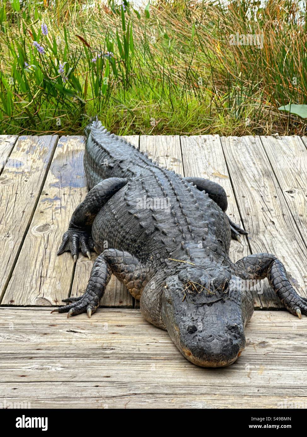 Alligator reposant sur une promenade en bois dans les Everglades - Image de stock capturée avec un smartphone Alligator reposant sur une promenade en bois dans les Everglades - Image de stock capturée avec un smartphone