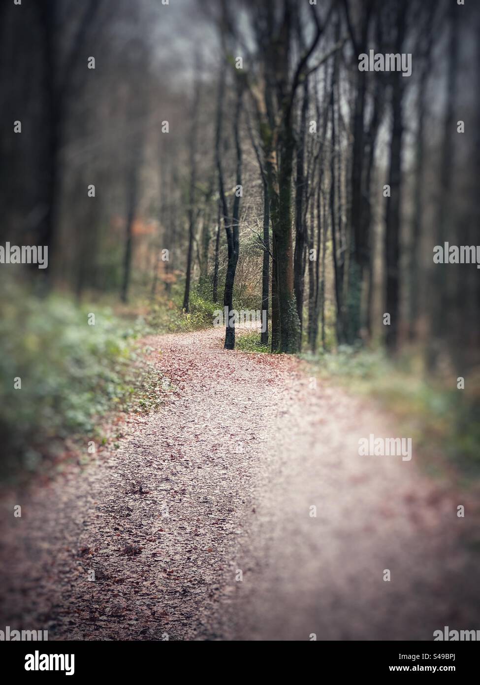 Chemin à travers les bois feuillus, hiver. Banque D'Images