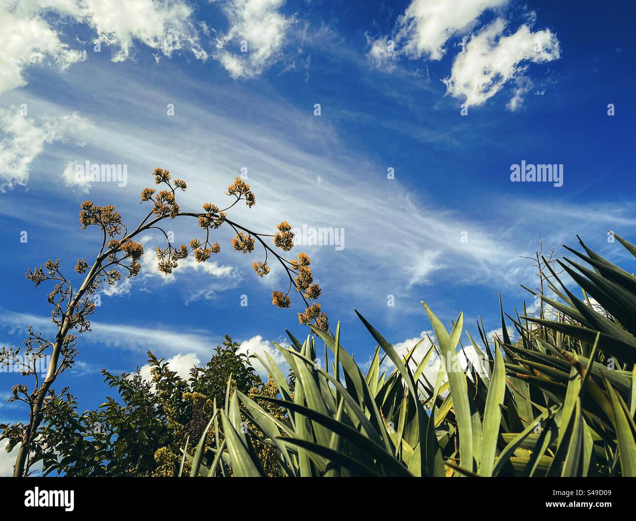 Vue en angle bas de la tige de plante agave en fleurs et des arbustes de Dracaena contre les nuages de cirrus dans le ciel bleu. Paysage. Beauté dans la nature. Banque D'Images