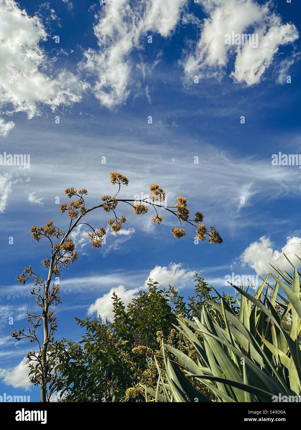 Vue panoramique de la tige de la plante agave en fleurs et des arbustes Dracaena contre les nuages de cirrus dans le ciel bleu. Nature pittoresque. Beauté dans la nature. Banque D'Images