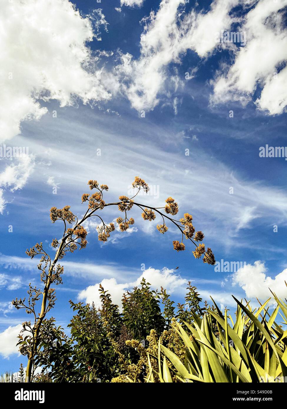 Vue panoramique de la tige de la plante agave en fleurs et des arbustes Dracaena contre les nuages de cirrus dans le ciel bleu. Paysage. Scenics-nature. Banque D'Images