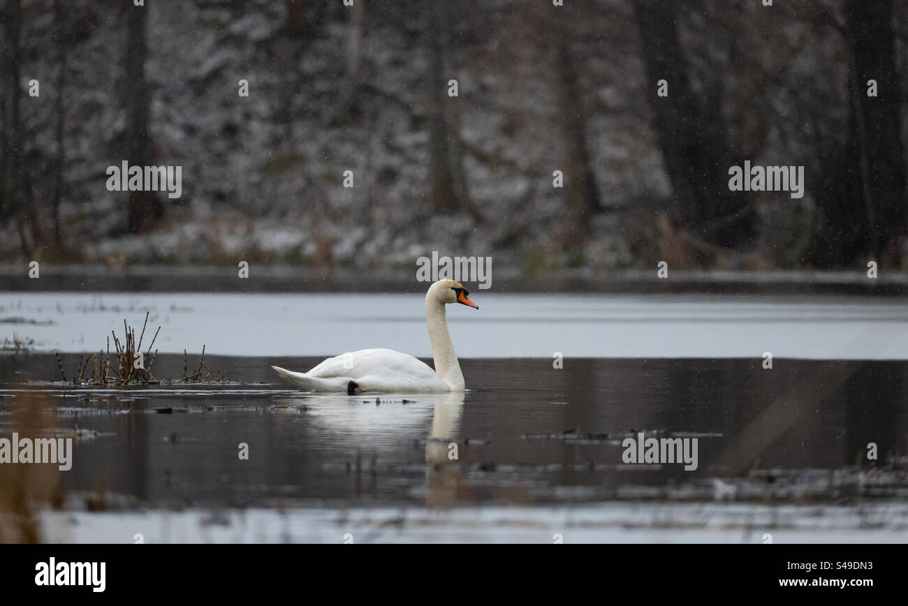 Sur le lac des cygnes - Image de stock capturée avec un smartphone