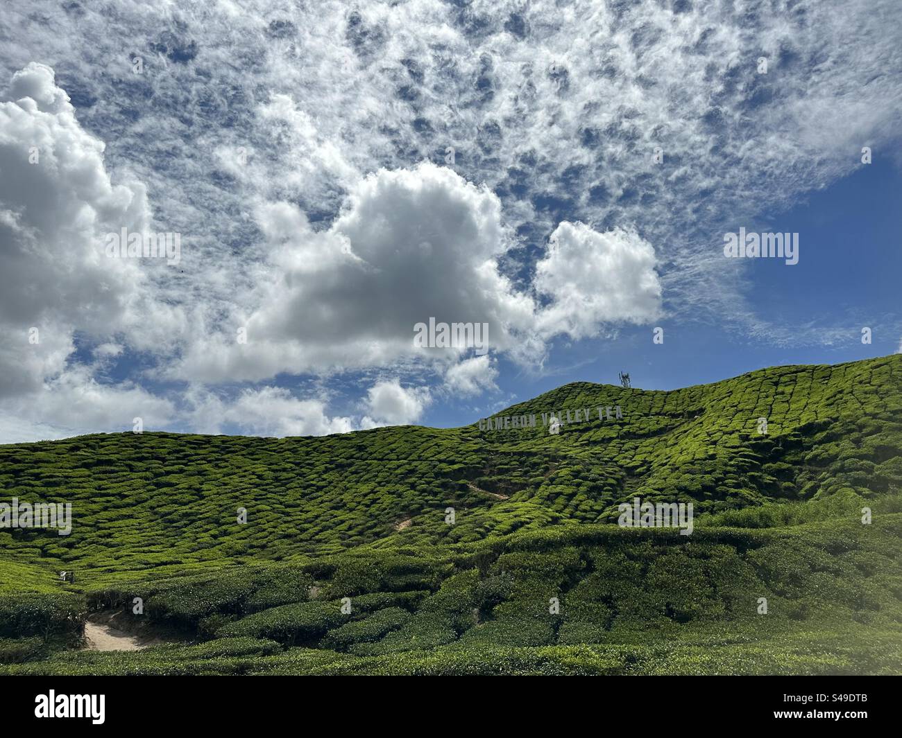 Vue sur le ciel dans la plantation de thé à cameron Highland Banque D'Images