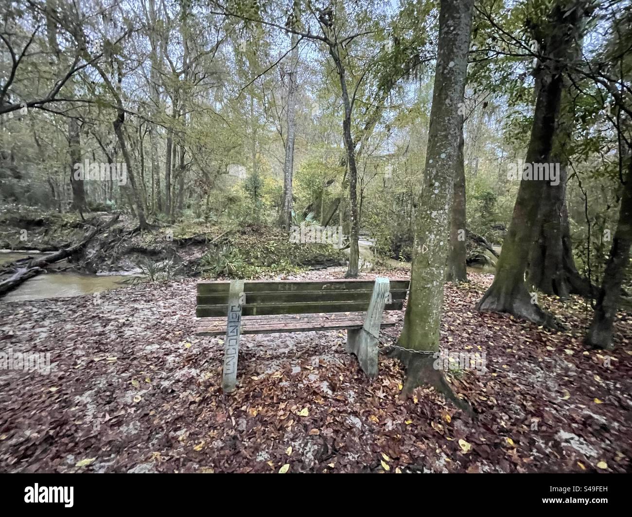 Banc vide enchaîné à un arbre à Loblolly Park, Floride Banque D'Images