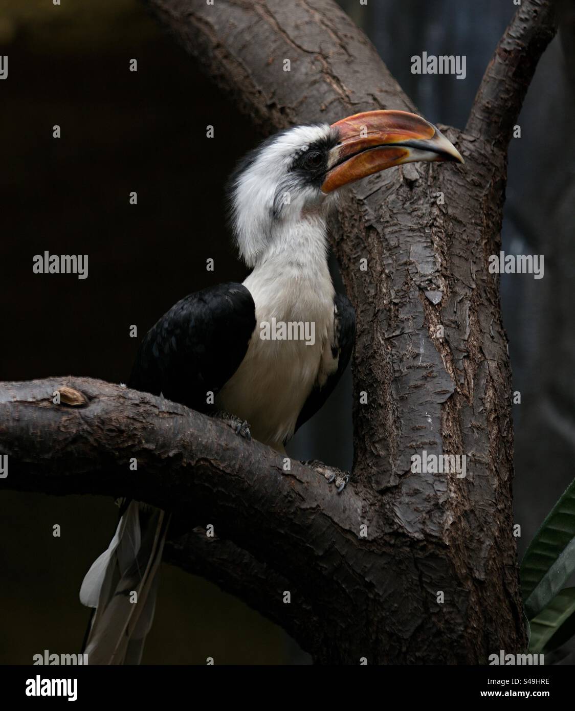 oiseau exotique sur une branche Banque D'Images