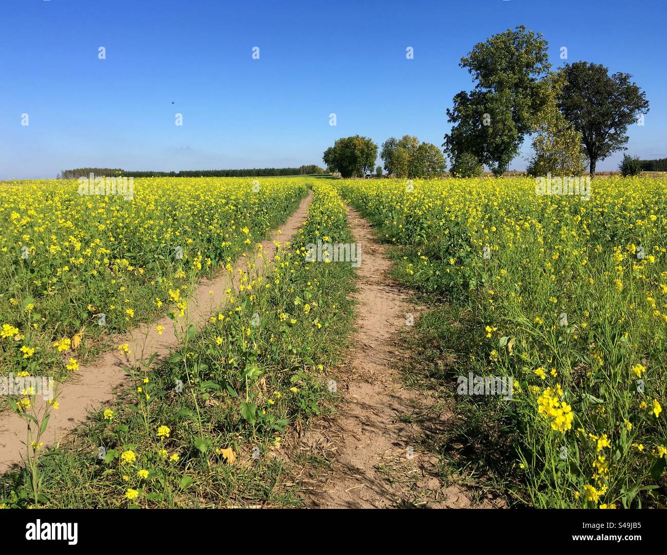 route de campagne entre champs et fleurs jaunes Banque D'Images