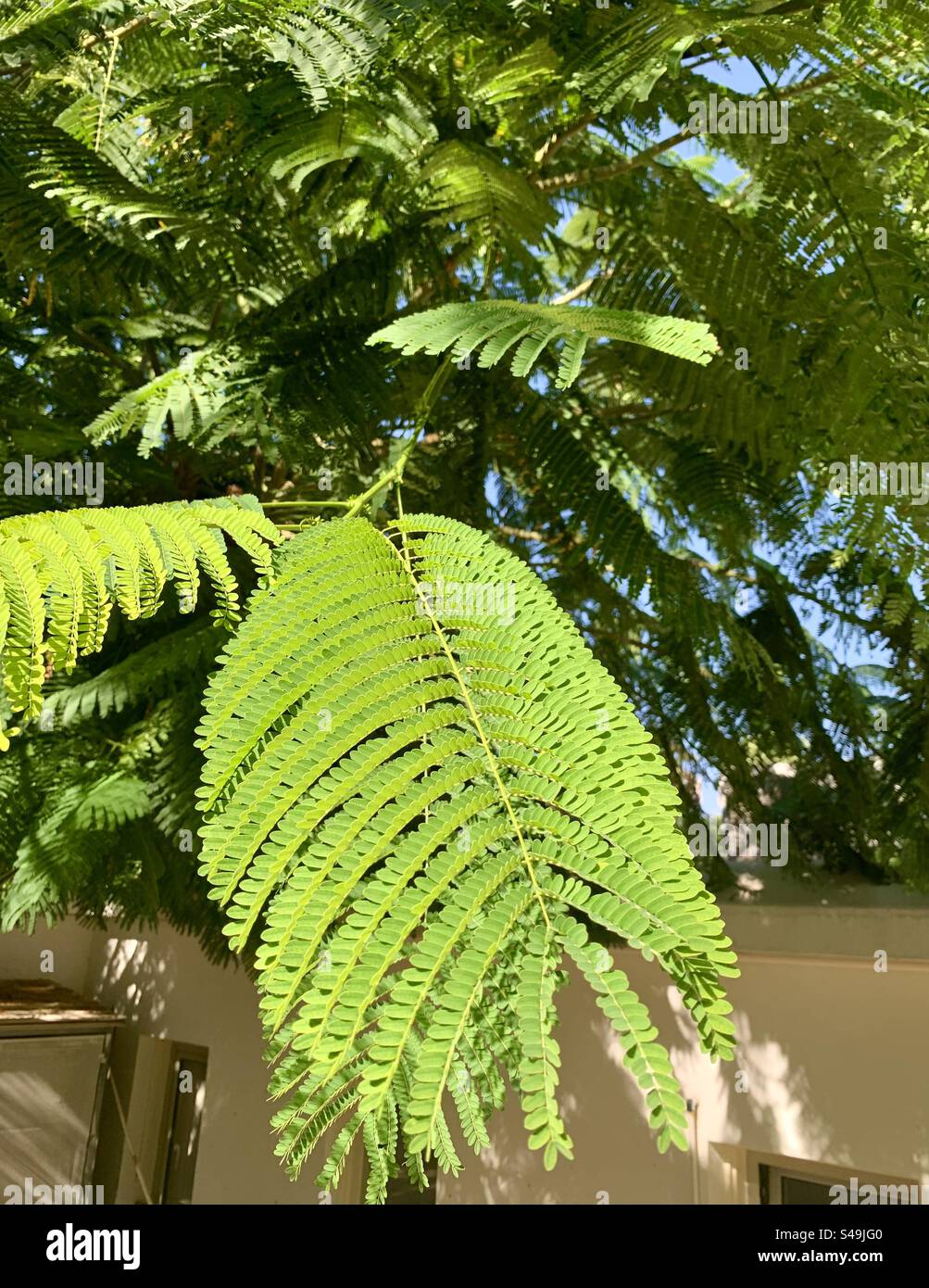 Feuille de type fougère vert vif à la lumière du soleil - Image de stock capturée avec un smartphone