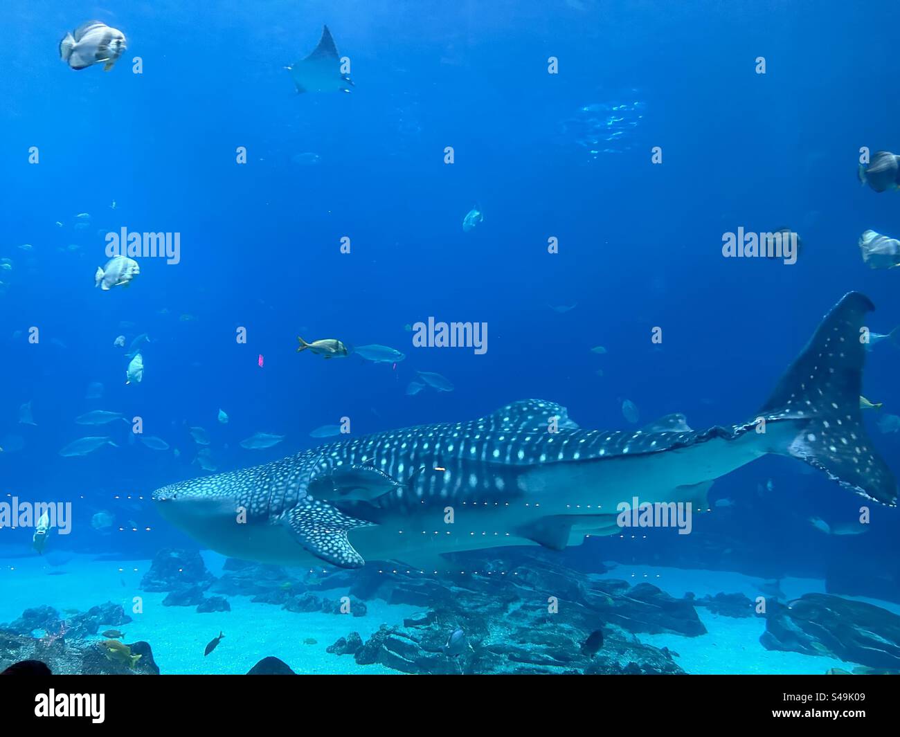 Un requin baleine nageant dans un aquarium Banque D'Images