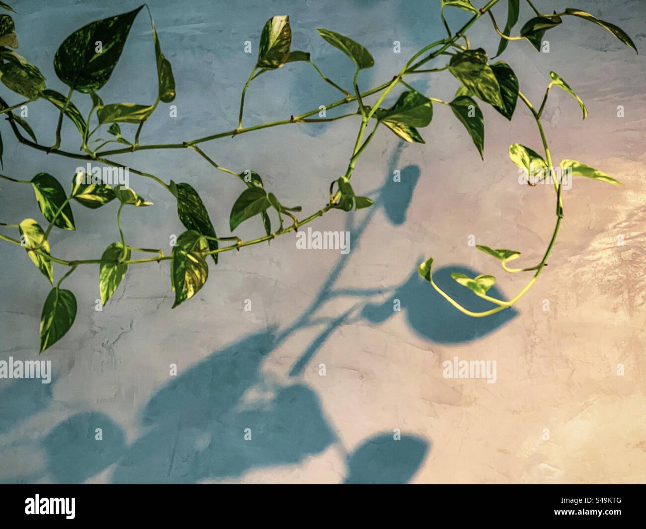 Les vignes dorées de pothos/Epipremnum aureum projettent des ombres sur un mur gris texturé sous éclairage intérieur. Banque D'Images