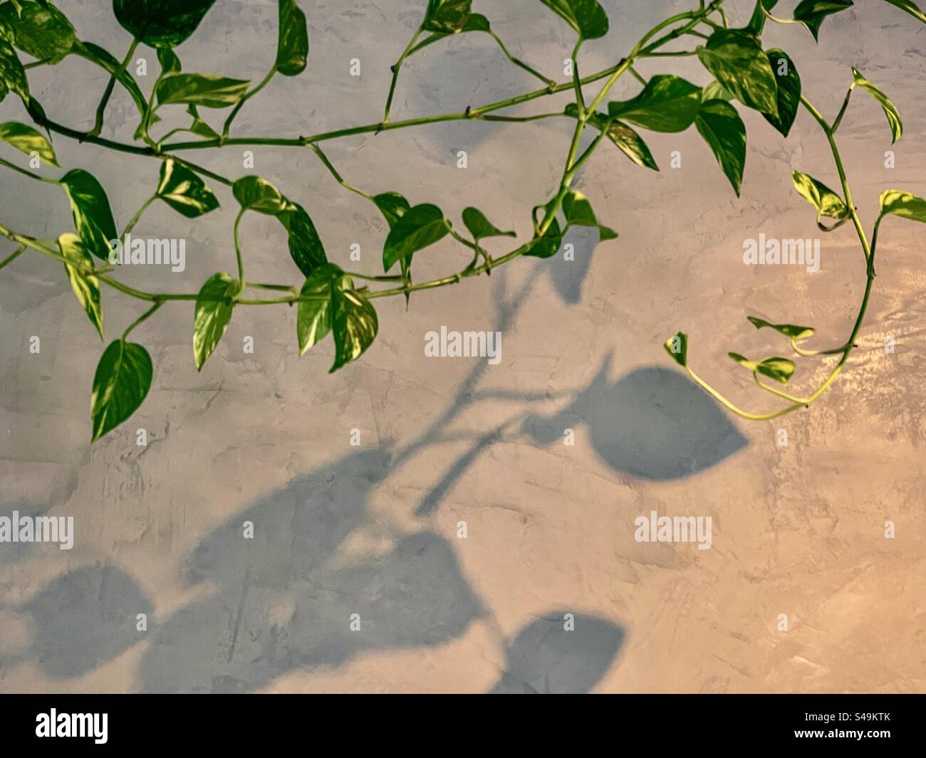 Les vignes dorées de pothos/Epipremnum aureum projettent des ombres sur un mur texturé gris sous éclairage intérieur. Banque D'Images