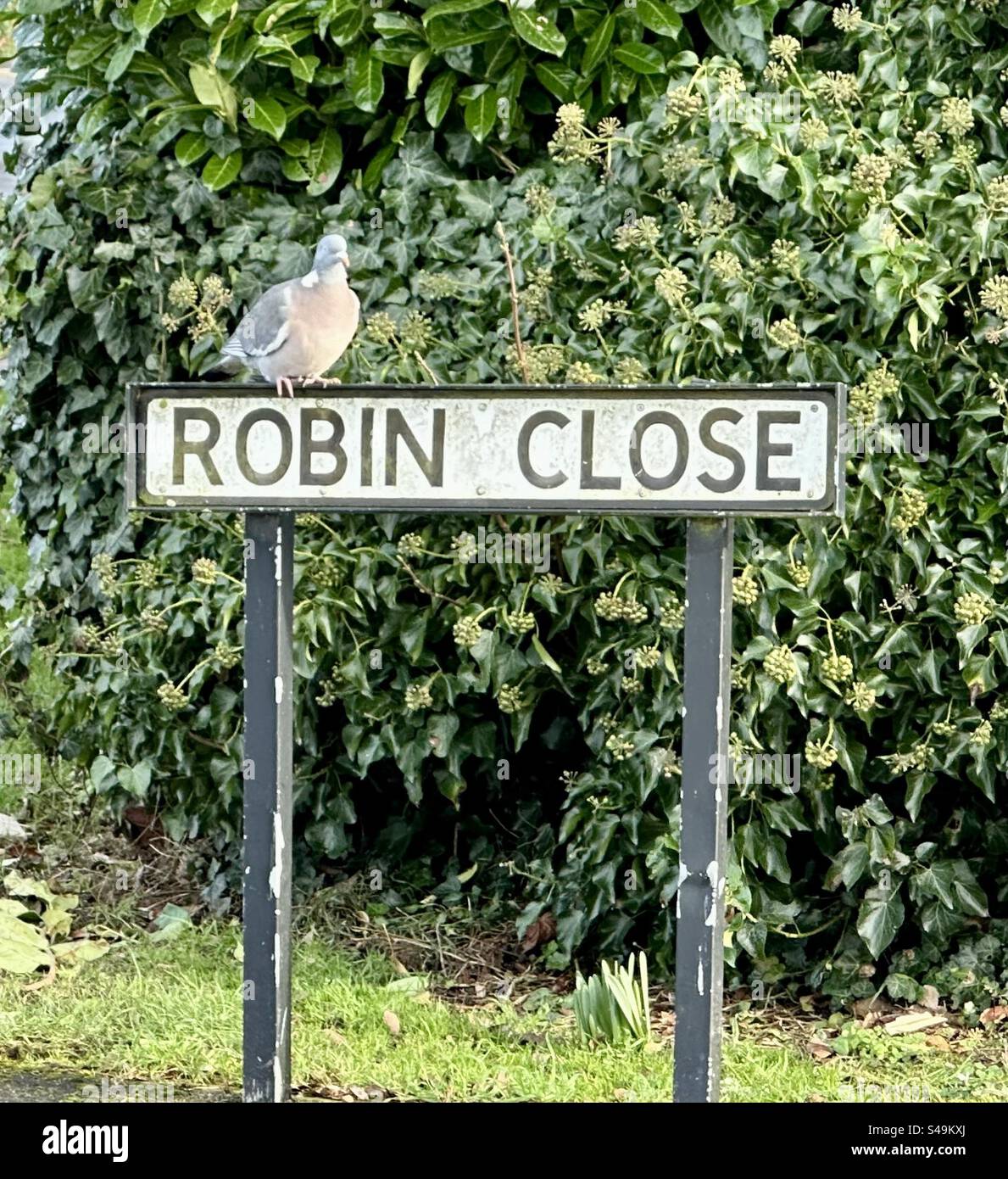 Pigeon s’est assis sur un panneau qui dit “Robin Close” Banque D'Images
