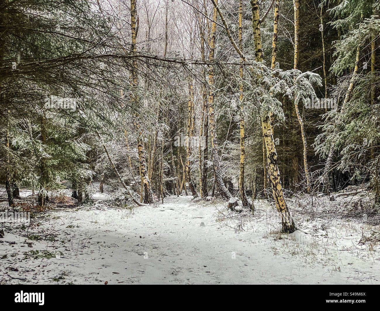 Winter Woodlands Walk Banque D'Images