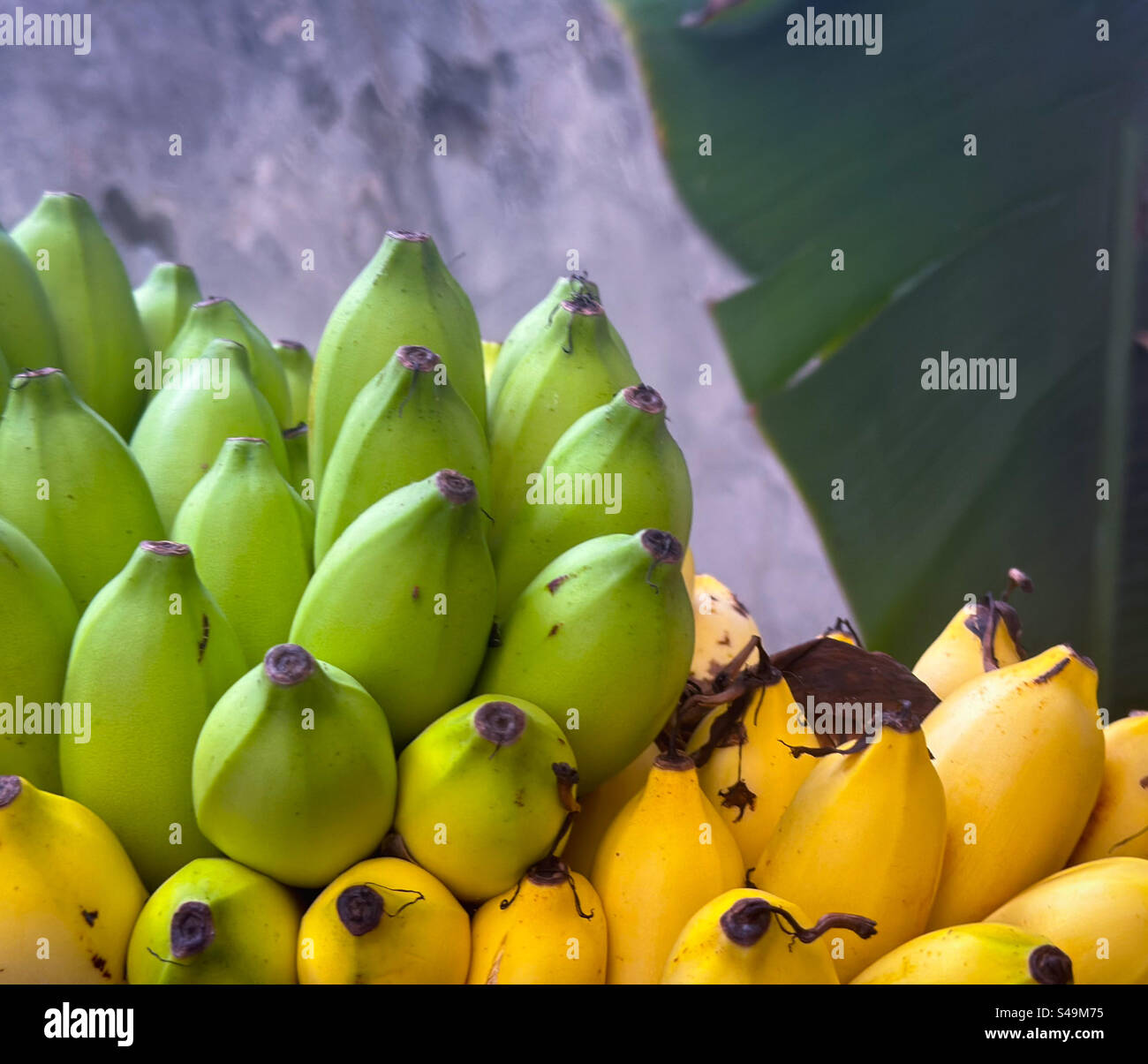 Bananes biologiques dans un bouquet : bananes mûres et non mûres cultivées dans la cour arrière - Image de stock capturée avec un smartphone