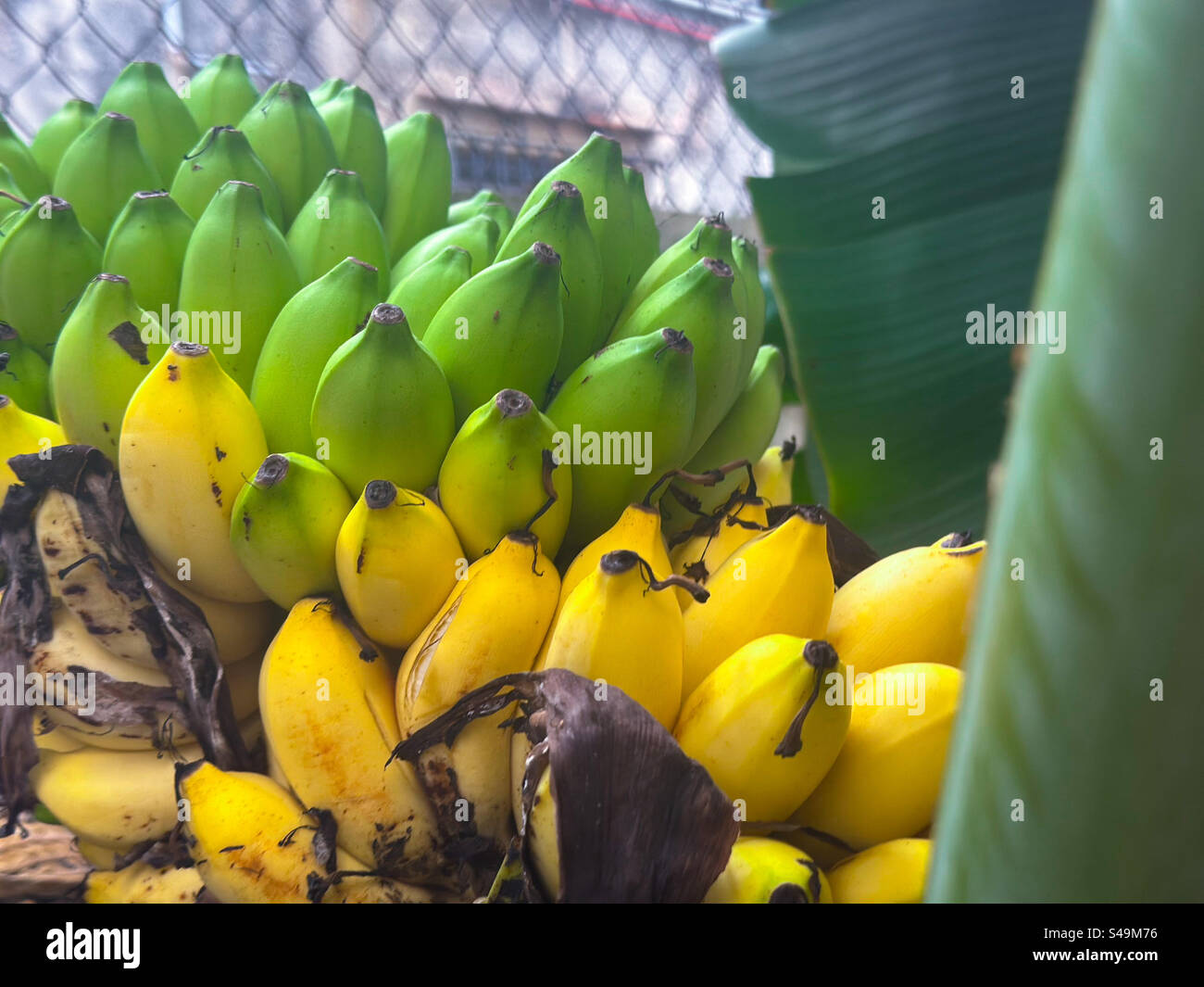 Bouquet de bananes biologiques cultivées dans la cour arrière prêt - Image de stock capturée avec un smartphone
