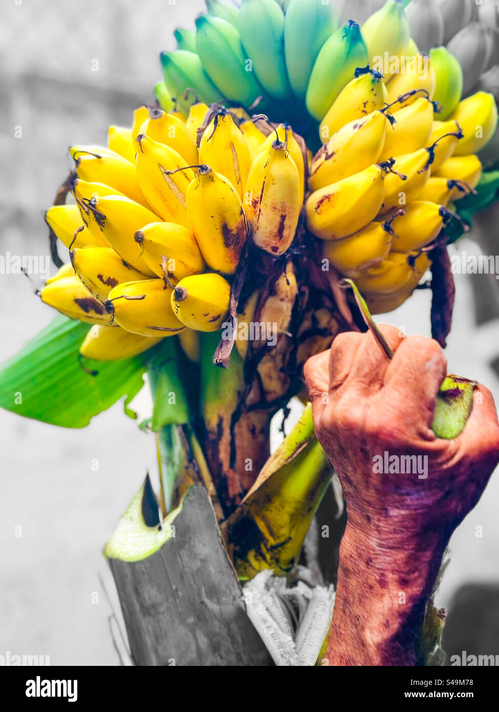 Main mâle tenant un bouquet de bananes prêtes à être récoltées. Noir et blanc avec bouquet et main de fermier en couleur - Image de stock capturée avec un smartphone