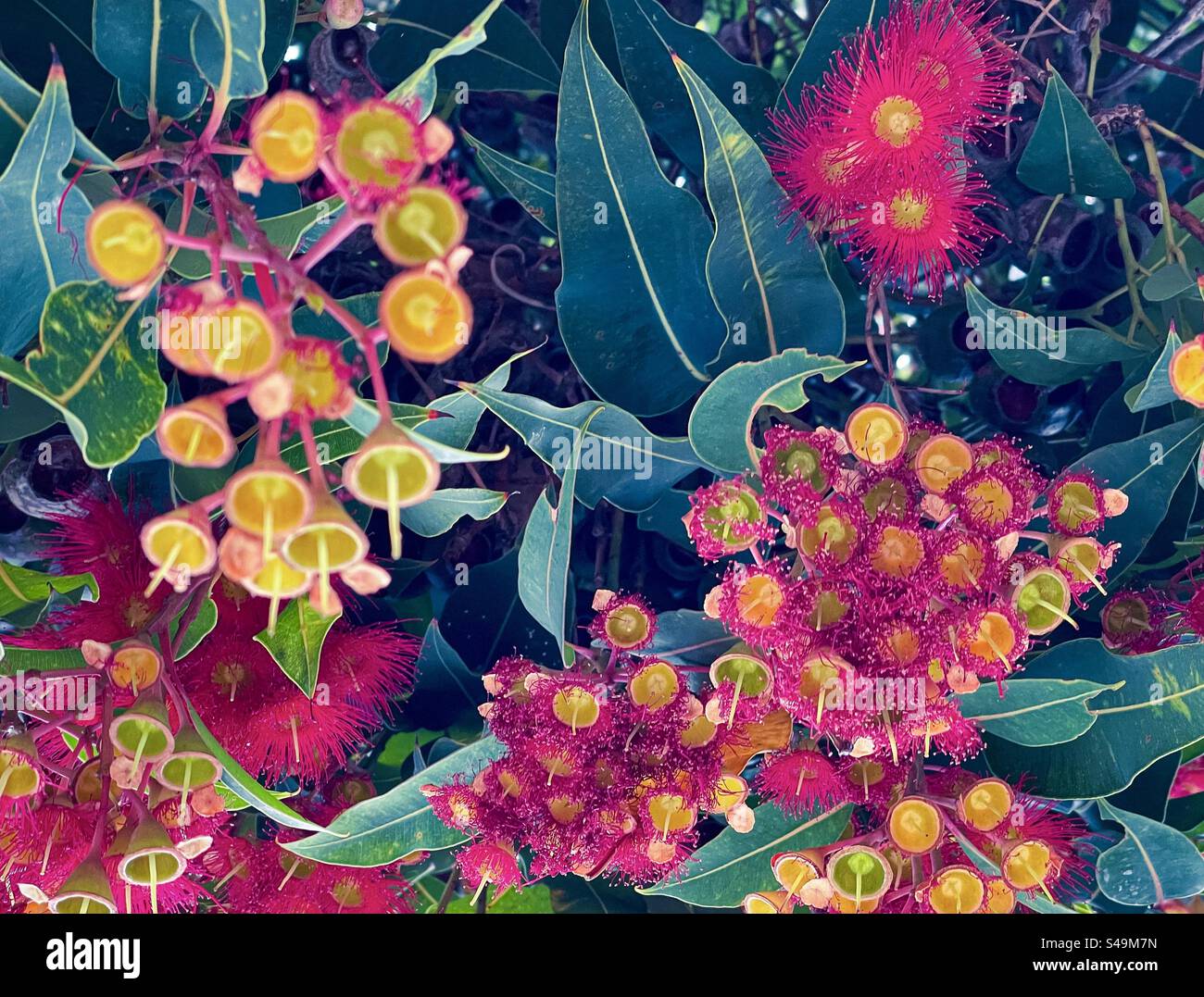 Gros plan à angle bas des fleurs du chewing-gum rouge/Corymbia ficifolia, un arbre australien indigène. Botanique. Arrière-plans. Motif. Banque D'Images