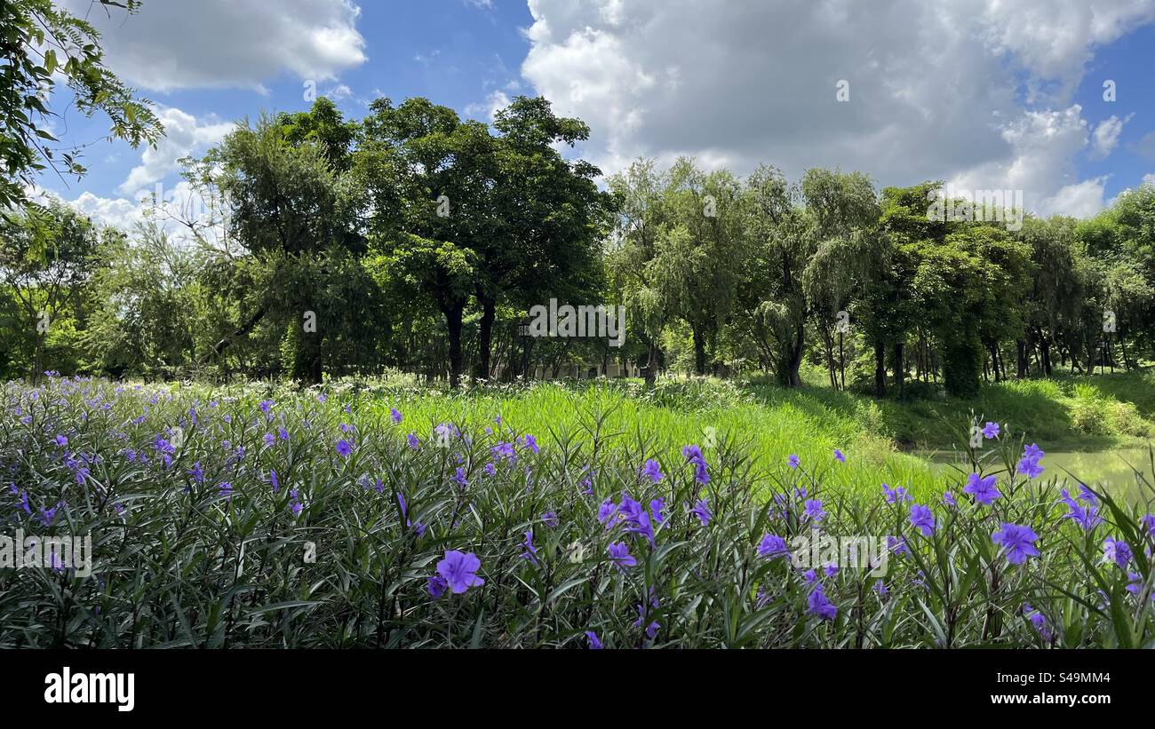 Journées d'été dans le parc. Une vue panoramique sur un parc de zones humides, avec des arbres verdoyants, des fleurs violettes vibrantes, et un beau ciel, capturant la tranquillité - Image de stock capturée avec un smartphone