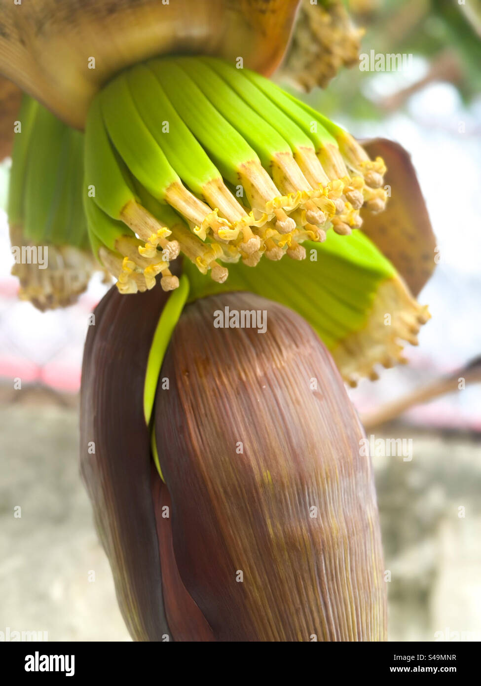 Gros plan de la floraison de la plante de banane dans le jardin de l'arrière-cour - Image de stock capturée avec un smartphone